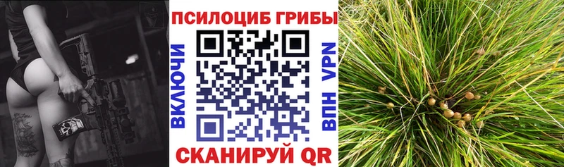Псилоцибиновые грибы Psilocybine cubensis  Кандалакша 